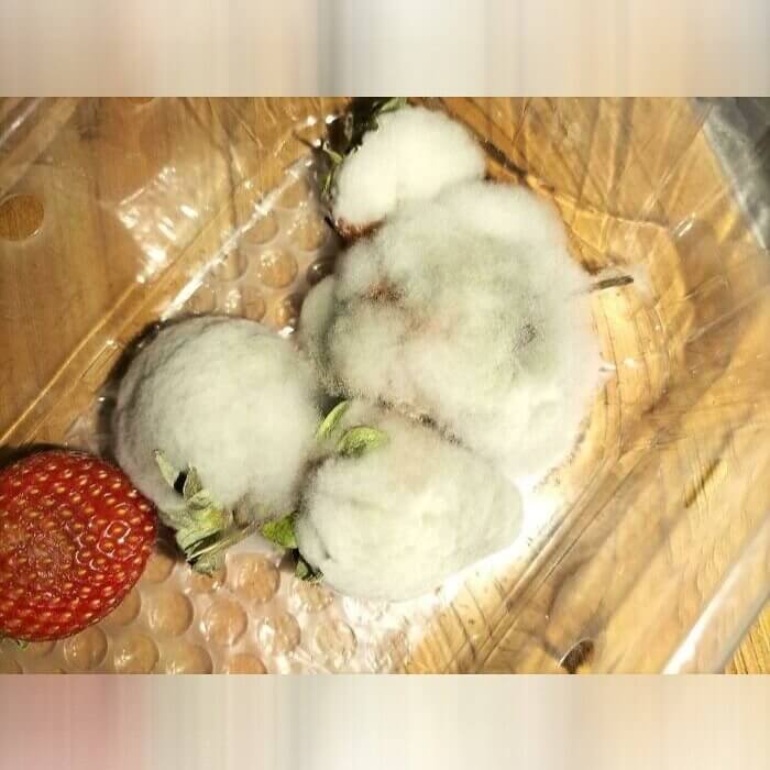Strawberries Covered in Snow or Mold?