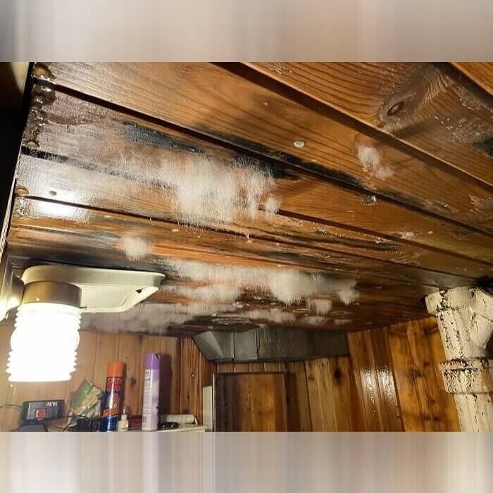 Mold Coming Out of the Ceiling