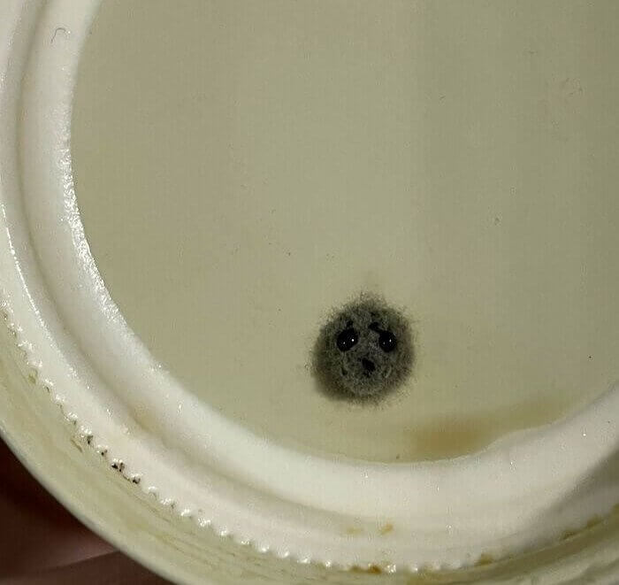 A Piece of Mold or a Baby Seal?