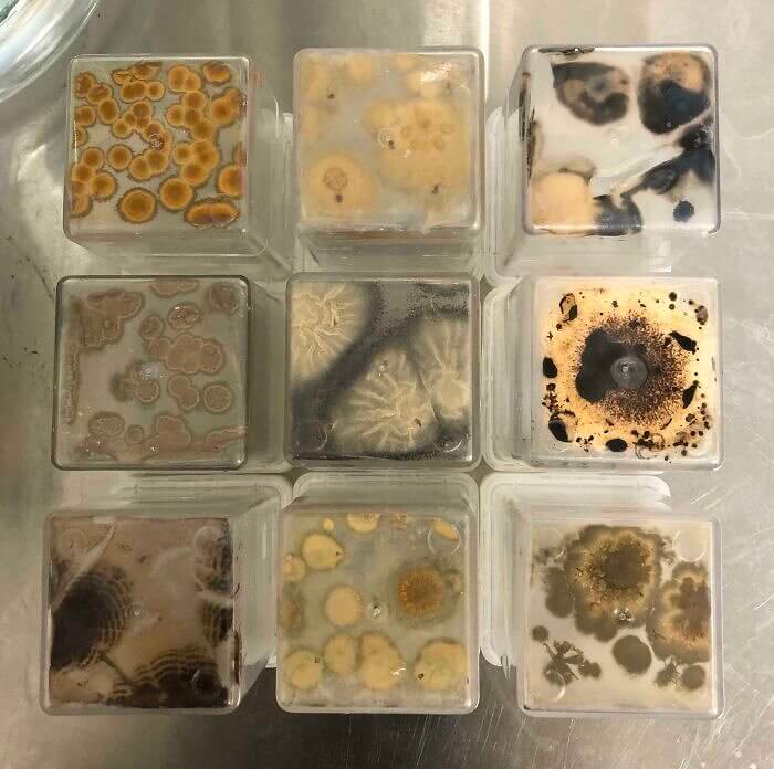 A Panel of Mold Art