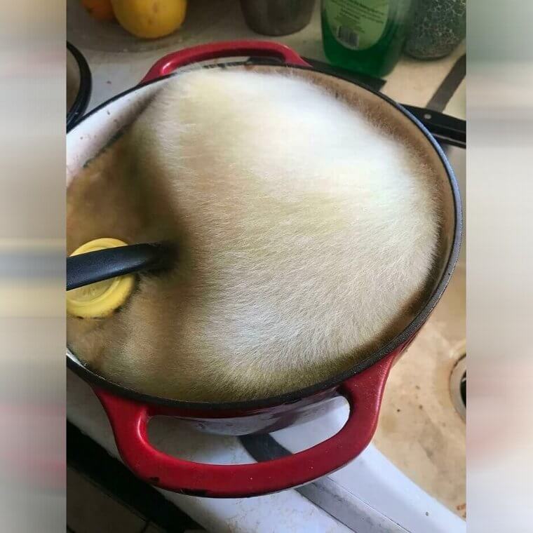 Is This a Dog or a Moldy Pot?