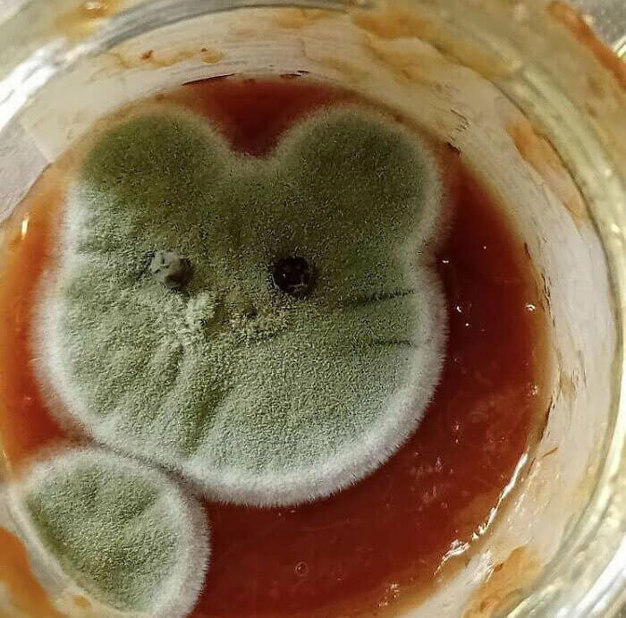 Moldy Marmalade Makes a Kitten