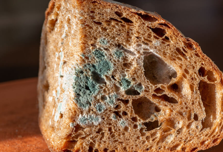 Choses intéressantes qui se produisent dans la maison lorsque la moisissure prend le dessus