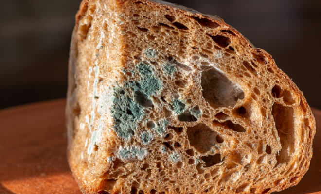 Interesting Things That Happen in the Home When Mold Takes Over