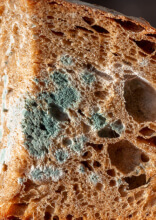 Interesting Things That Happen in the Home When Mold Takes Over
