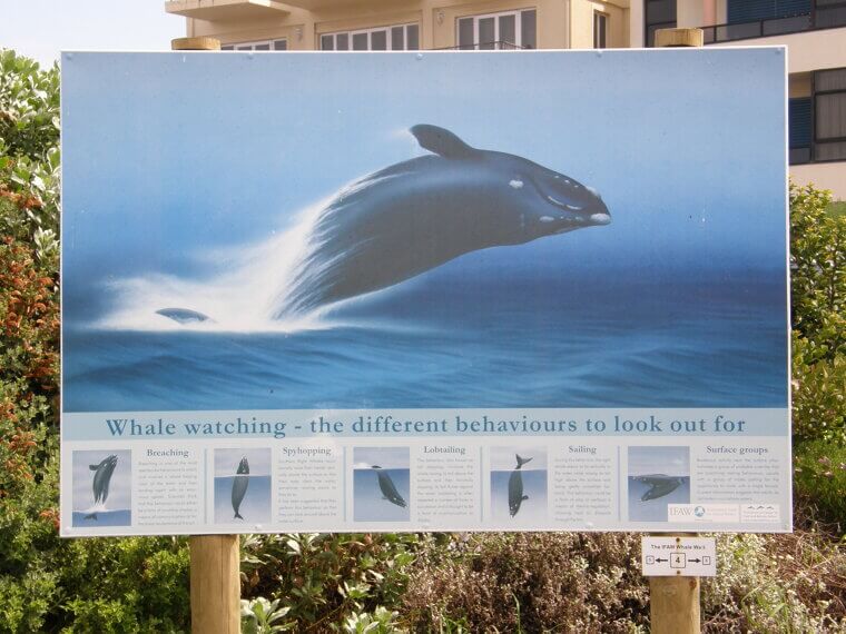 View the Giants of the Sea in Hermanus, South Africa