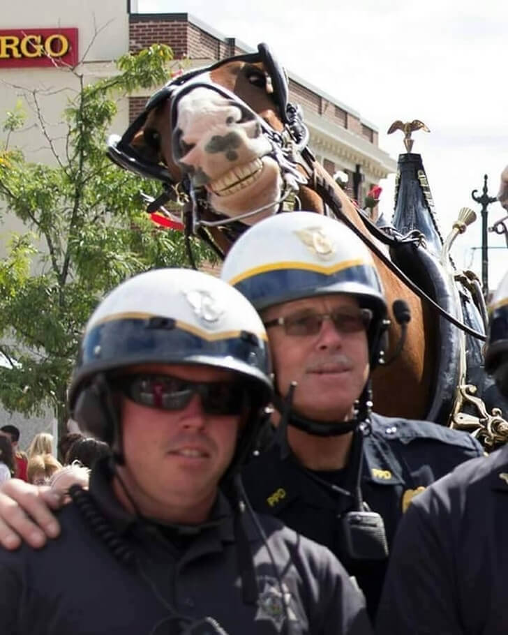 Hora Del Pony Profesional