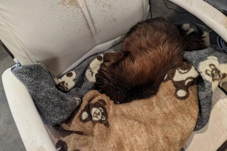¿Cuándo Este Animal Se Convirtió En Un Wookiee?
