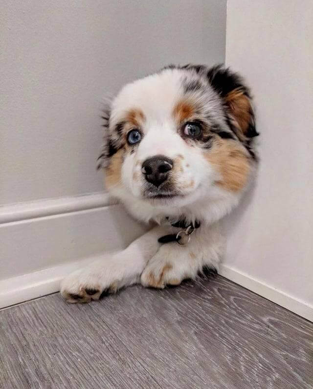 Perro Fantasma