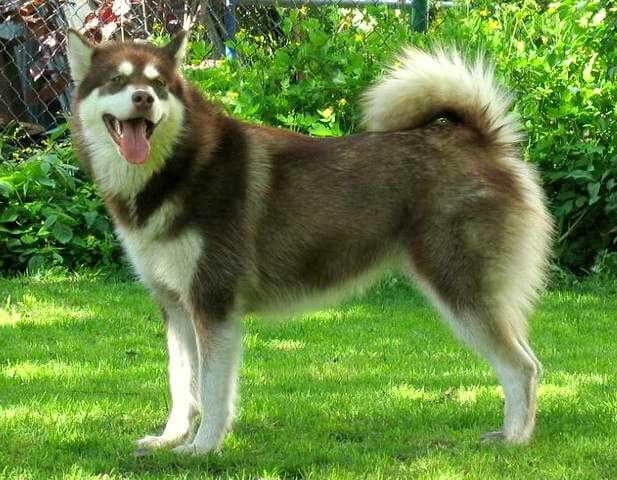 Malamute de Alaska
