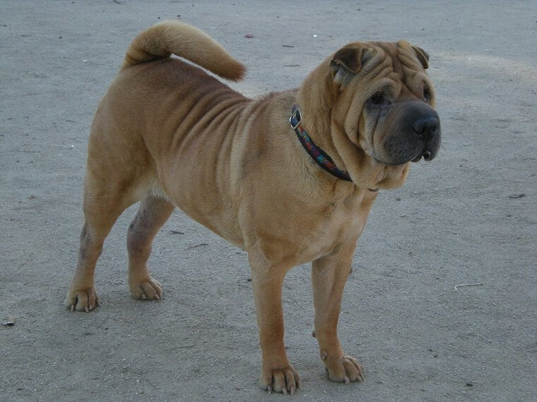 Shar Pei chino