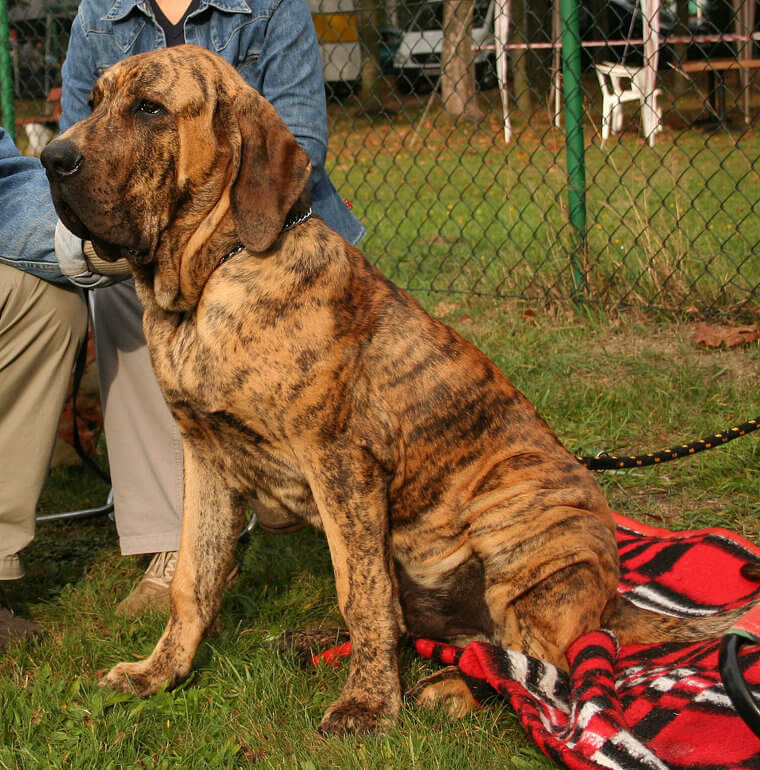 Fila Brasileño