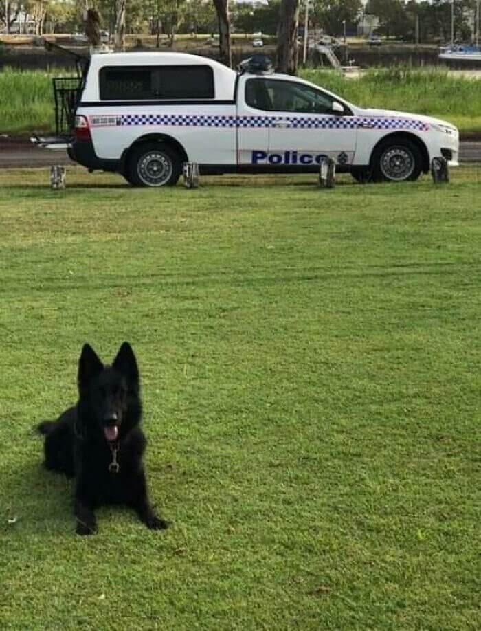 Cop Dog