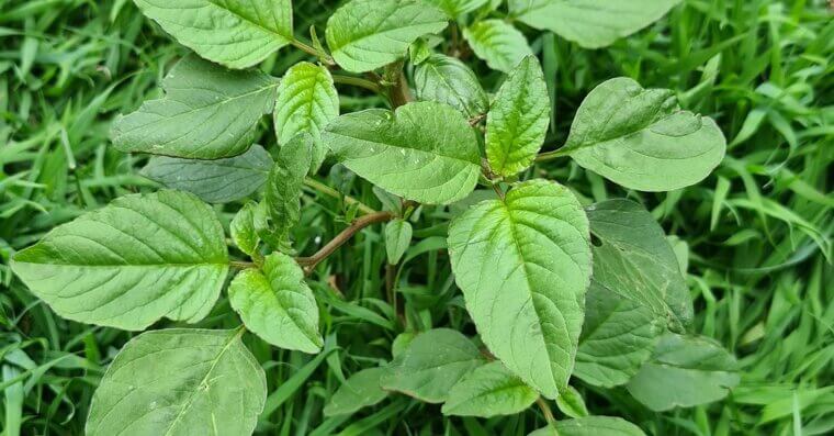 Pigweed