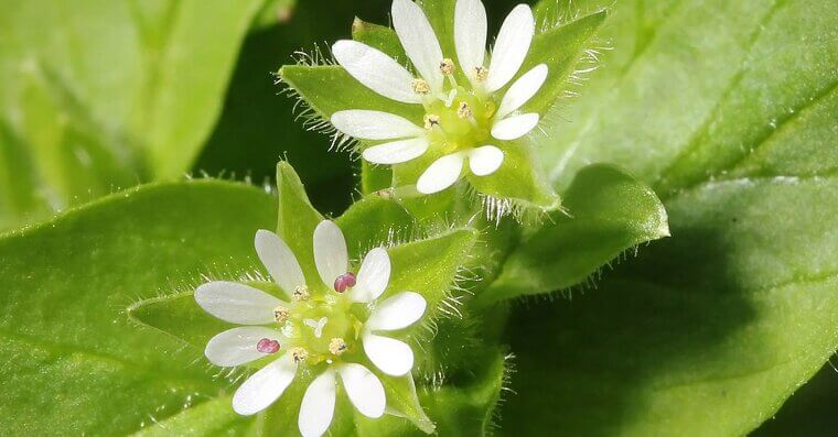 Chickweed