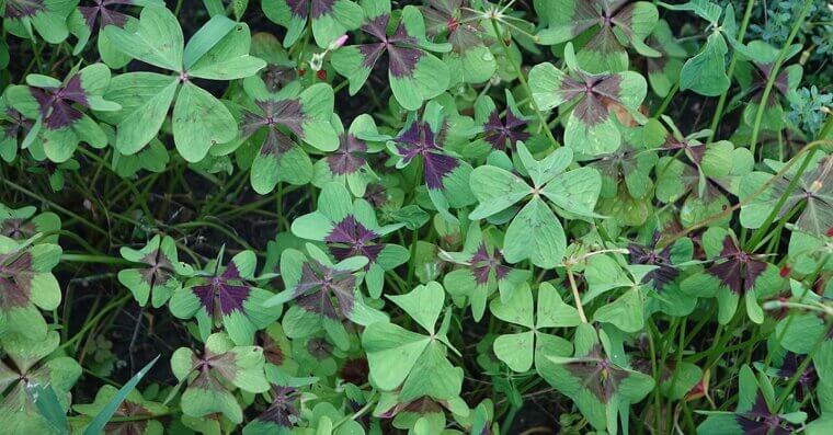 Oxalis (Wood Sorrel)