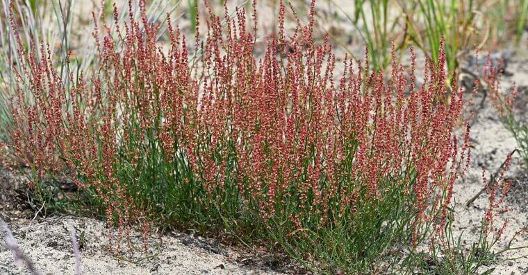 Sheep Sorrel
