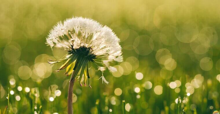 Dandelion