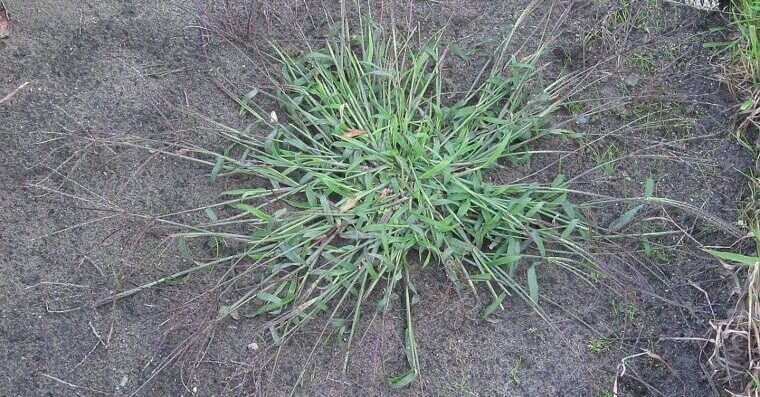 Crabgrass