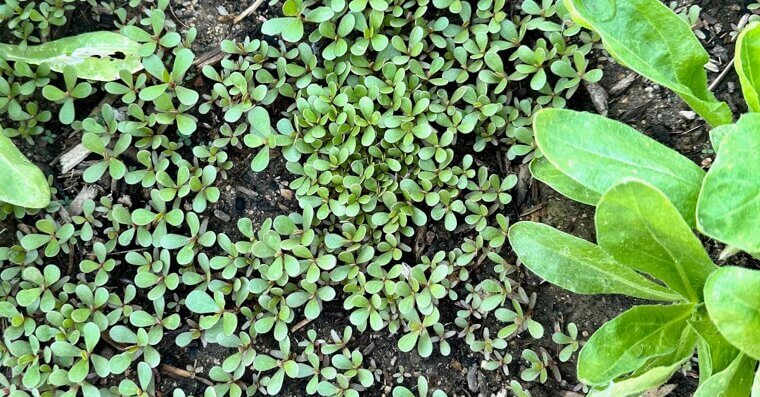 Purslane