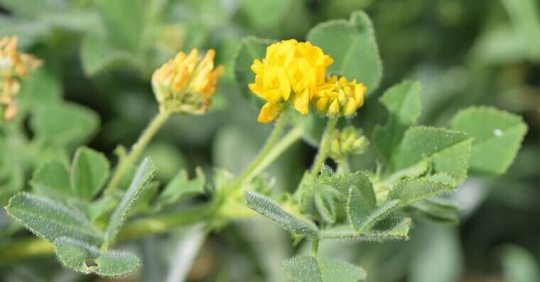 Black Medick