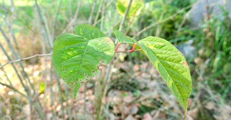 Japanese Knotweed