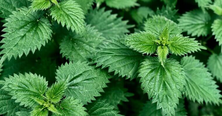 Stinging Nettle