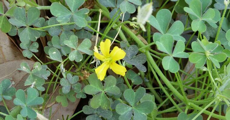 Yellow Woodsorrel