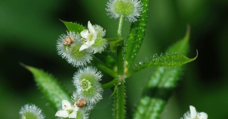Goosegrass
