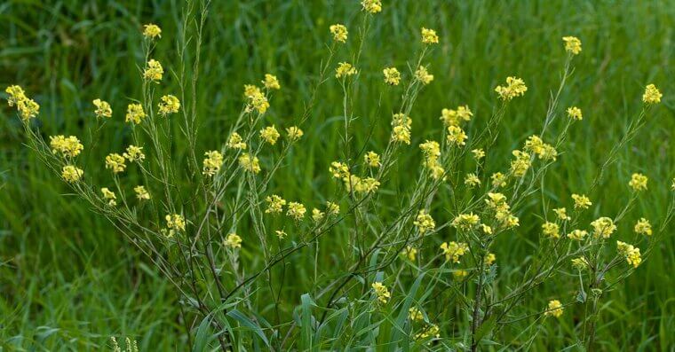 Wild Mustard