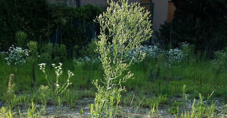 Horseweed
