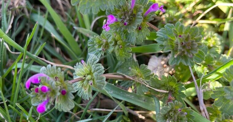 Henbit