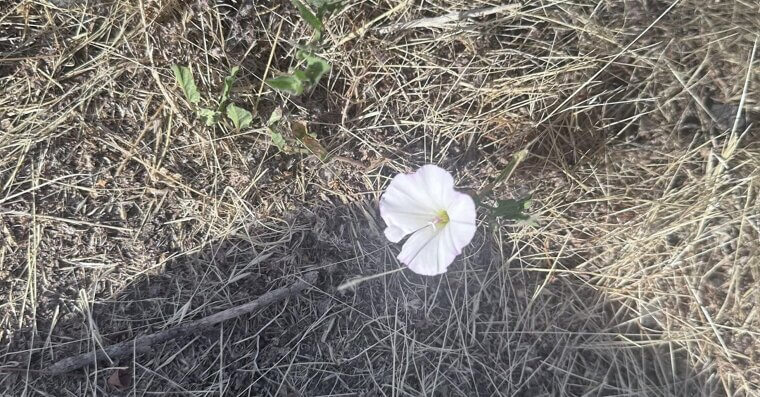 Field Bindweed