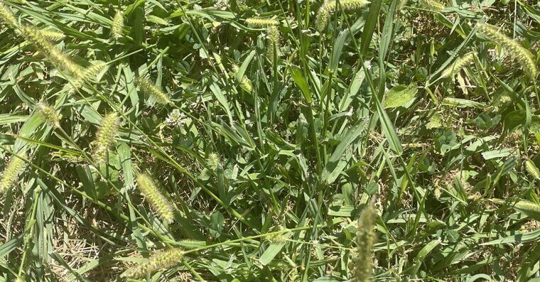 Foxtail Grass