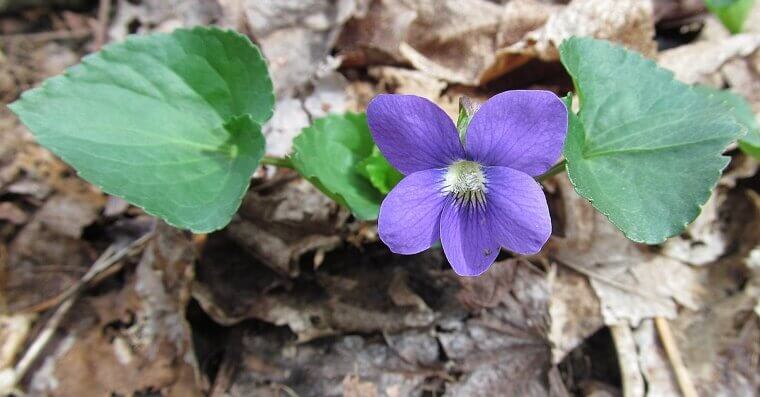 Wild Violet