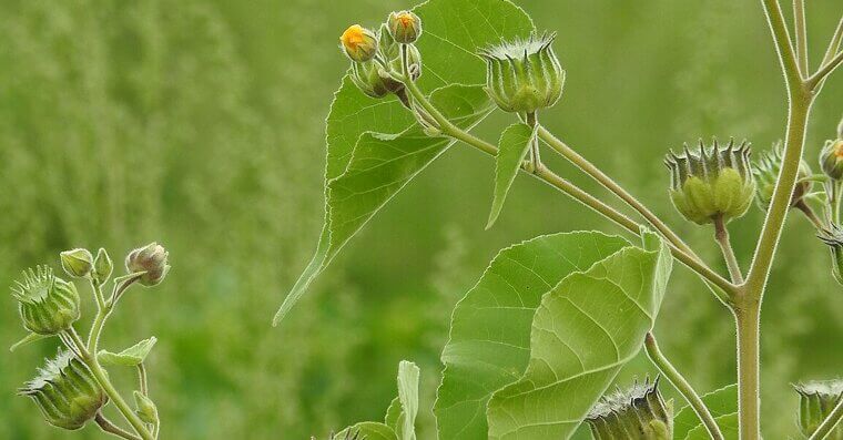 Velvetleaf