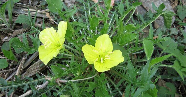 Evening Primrose