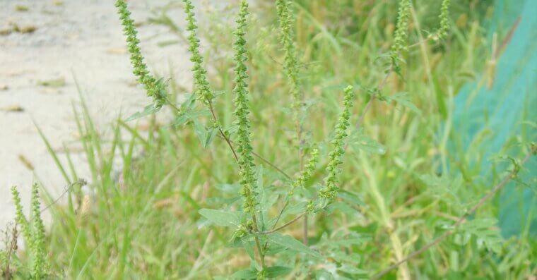 Common Ragweed