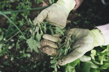 Identify and Manage the Most Common Garden Weeds