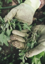 Identify and Manage the Most Common Garden Weeds