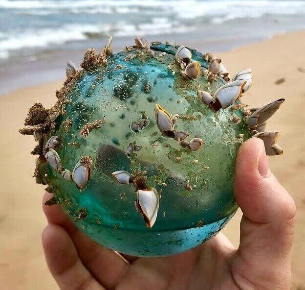 Una Palla Di Vetro Persa In Mare È Diventata Un Ecosistema In Miniatura