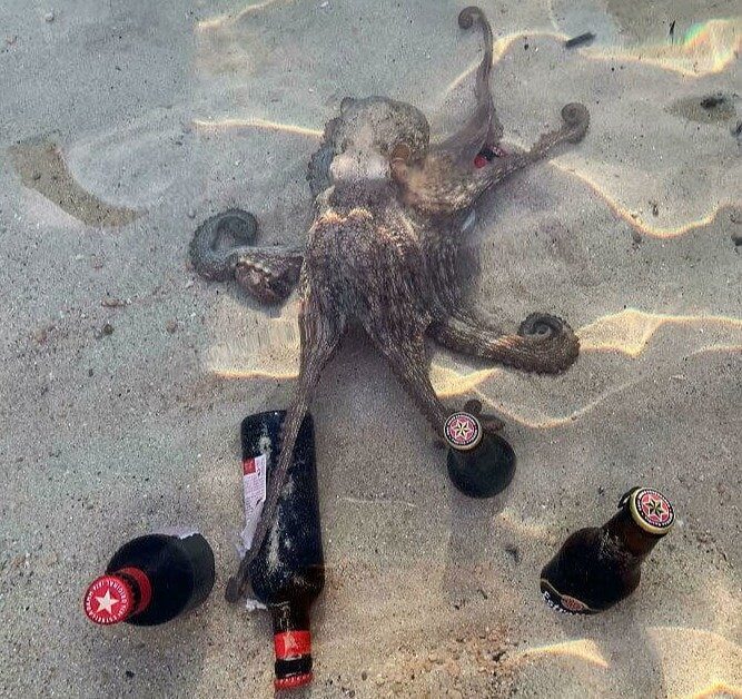 Lesson Learned: Don't Cool Your Drinks in the Sea