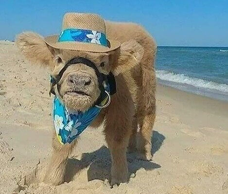 Anche Gli Animali Da Fattoria Amano Le Spiagge