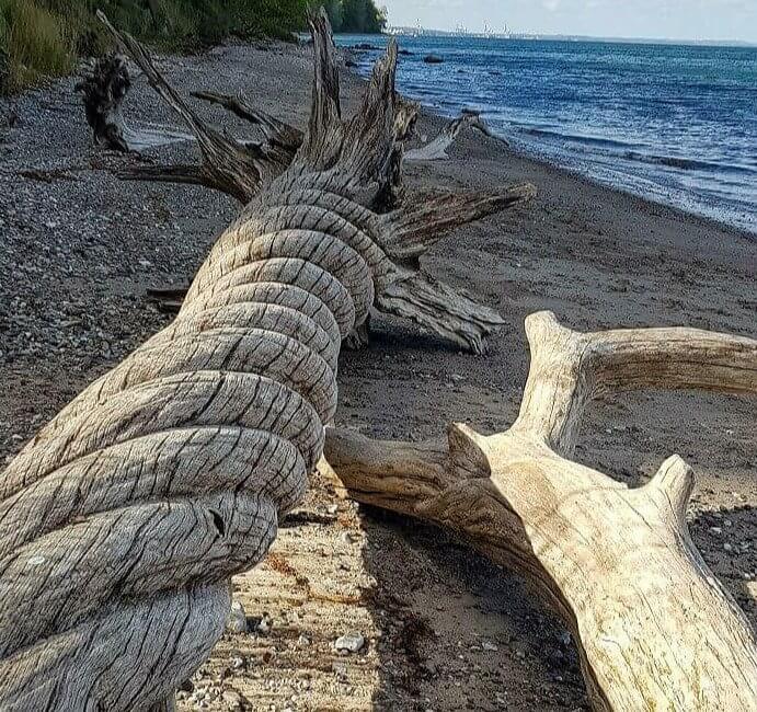 Stunning Driftwood Looks Like a Twisted Rope