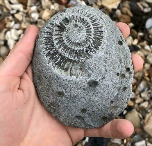 Fossili Ritrovati Sulla Jurassic Coast