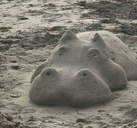 Attenzione, Gli Ippopotami In Spiaggia Sono Affamati