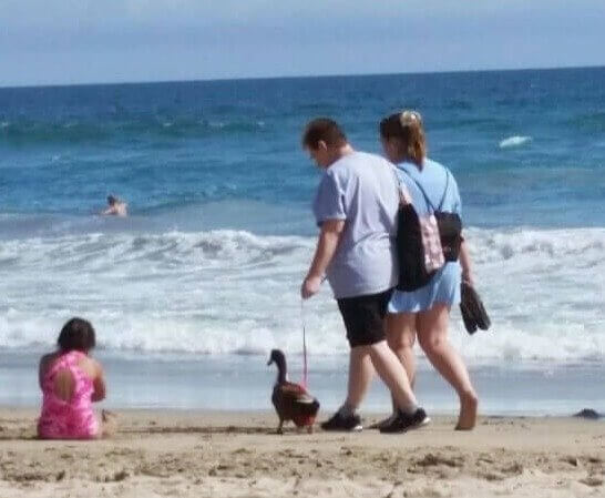 It Was "bring Your Pet to the Beach" Day