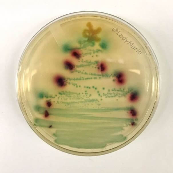 The Bacteria Tree