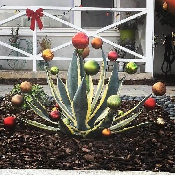 The Festive Desert Tree