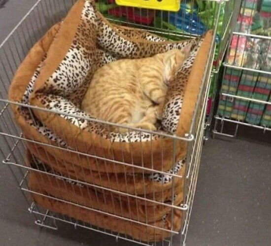 The Cat Has Chosen His New Bed